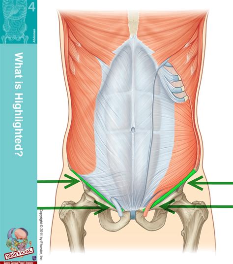 bulge above inguinal crease